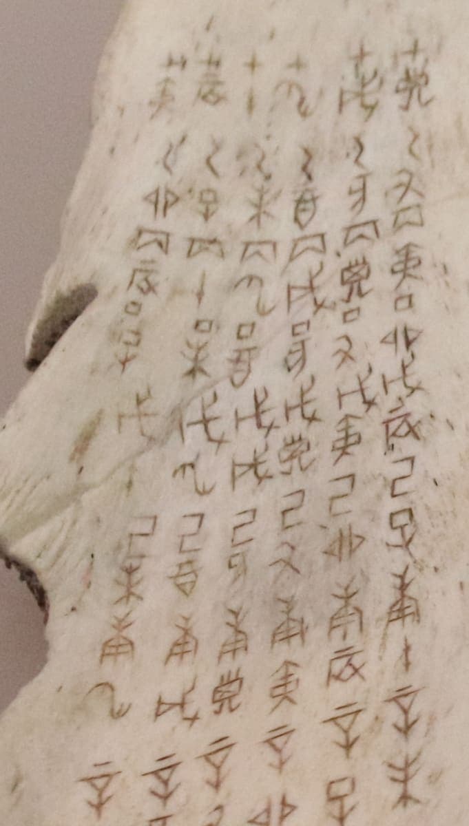 Close view of an ox scapula covered in neat vertical columns of small oracle-bone graphs recording the sixty-day cycle