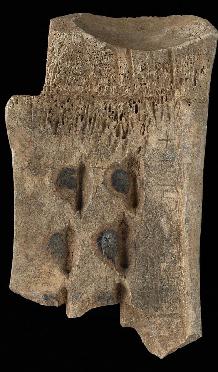 Reverse of a Shang ox bone lit from one side, showing rows of oval chiselled hollows and a short column of graphs along the right edge